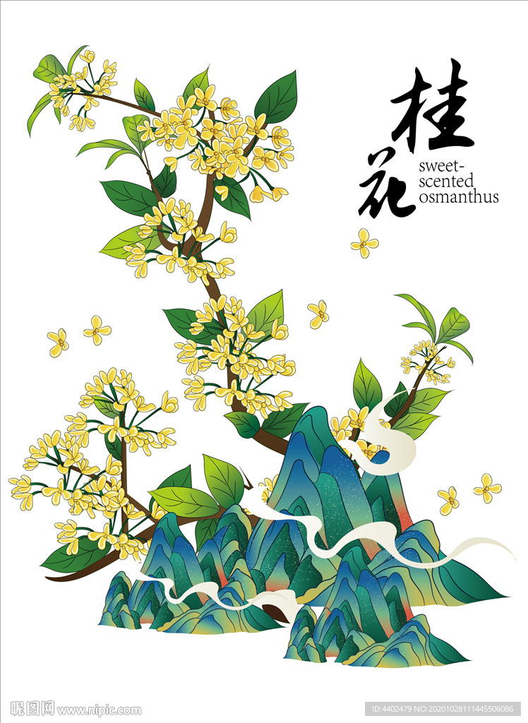 桂花