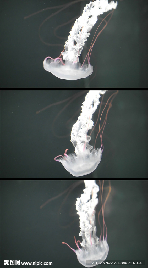 唯美梦幻水母动态视频