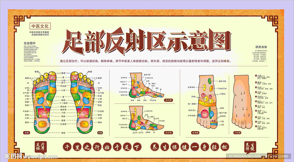 足部穴位放射示意图  矢量图