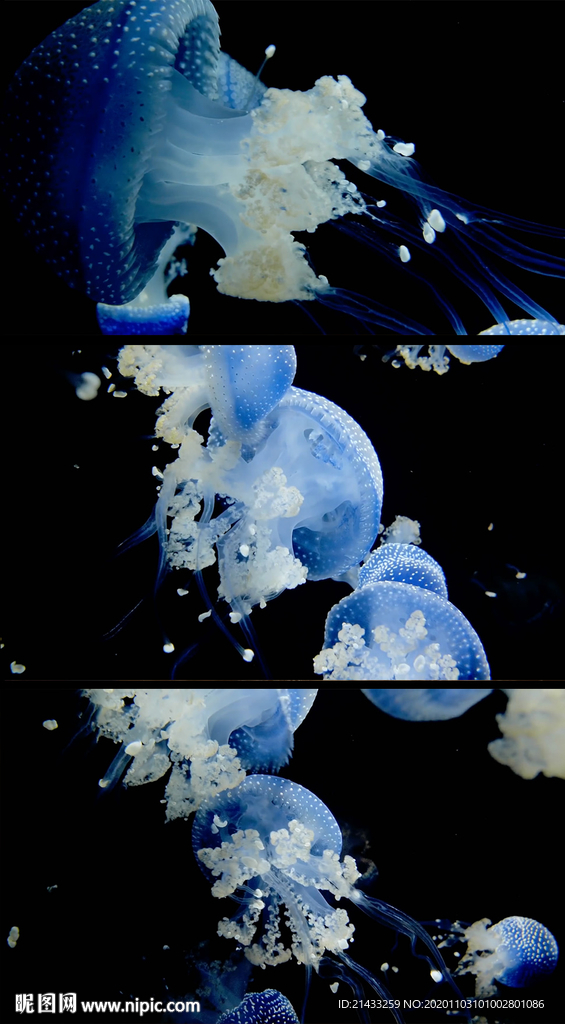 梦幻水母通道视频素材