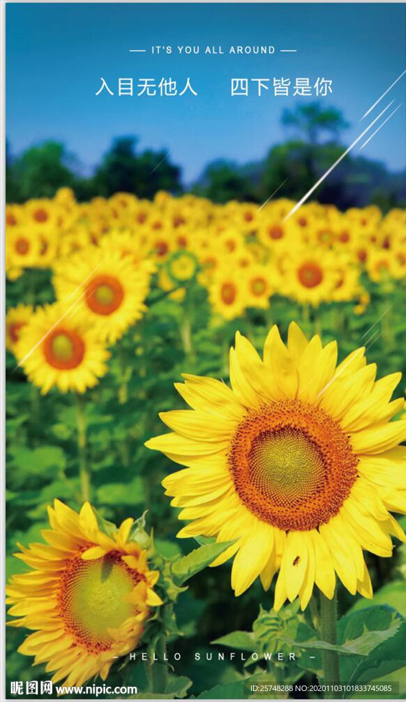 向日葵花语装饰画