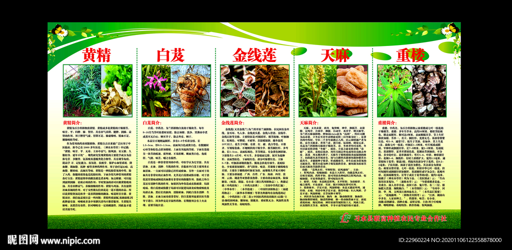 合作社草药说明海报
