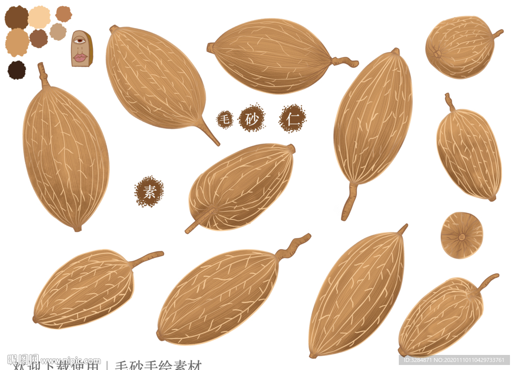 砂仁手绘素材