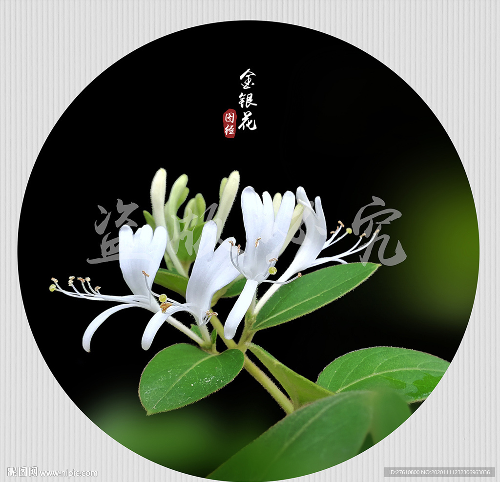 金银花