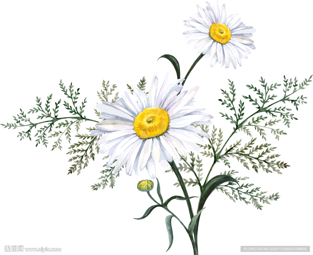 小菊花