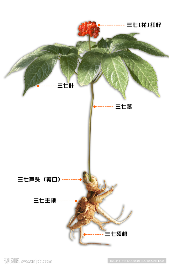 三七植株