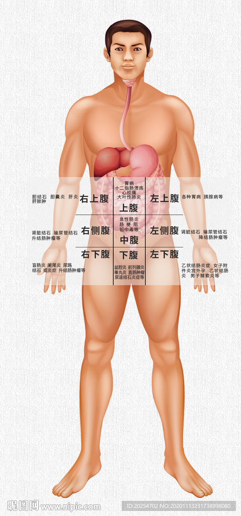 腹痛位置示意图