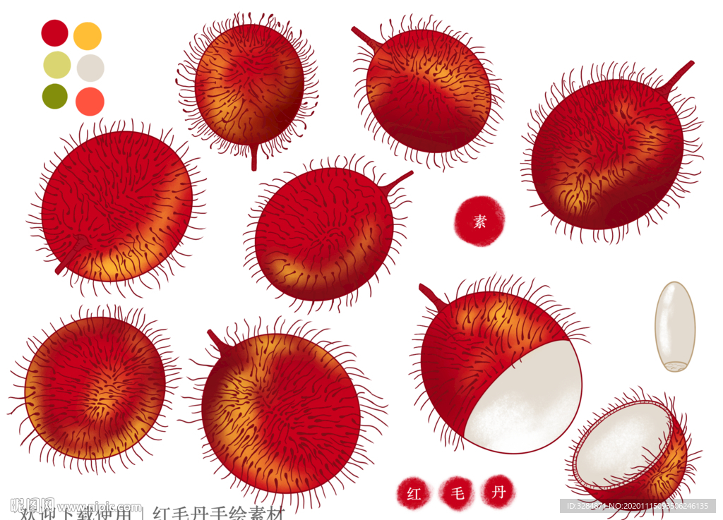 红毛丹手绘素材