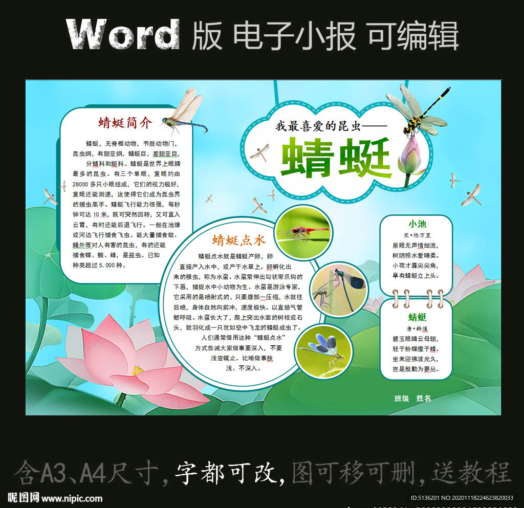 word版动物电子小报昆虫蜻蜓