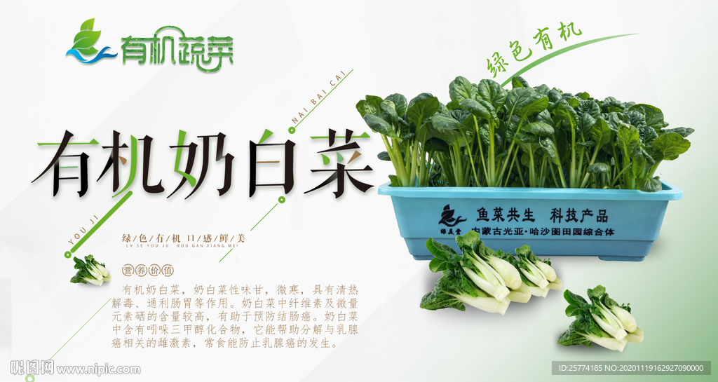 有机奶白菜 奶白菜高清图