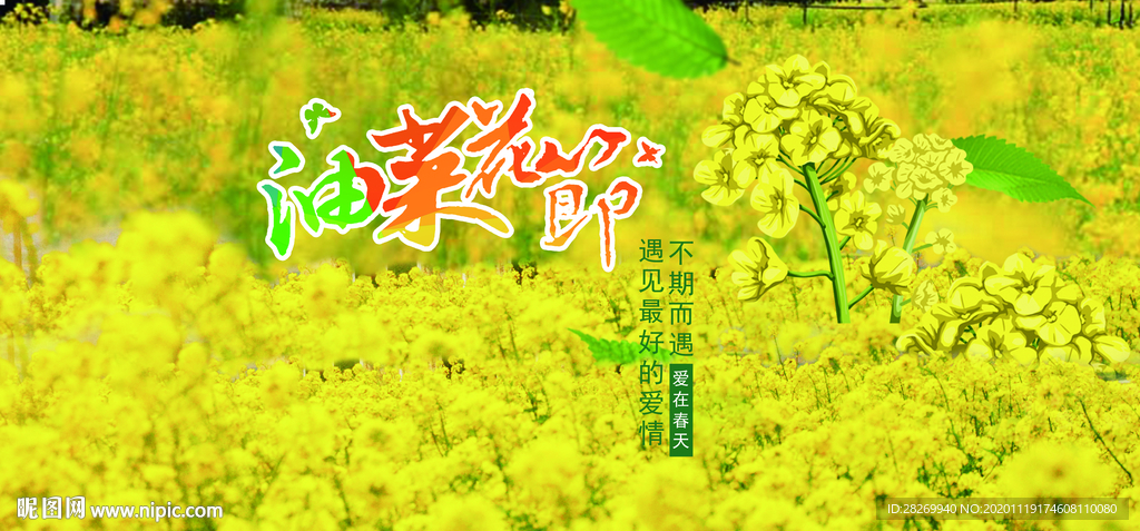 油菜花