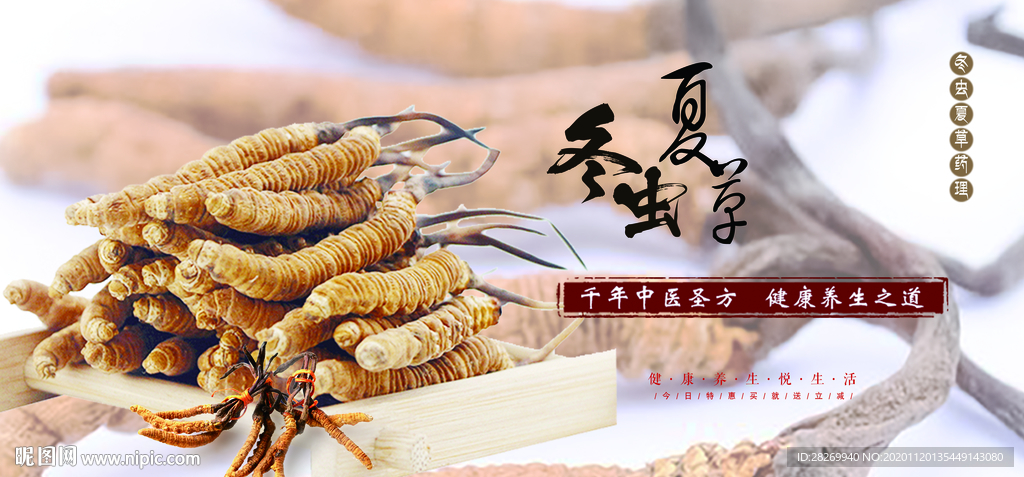 冬虫夏草挂图