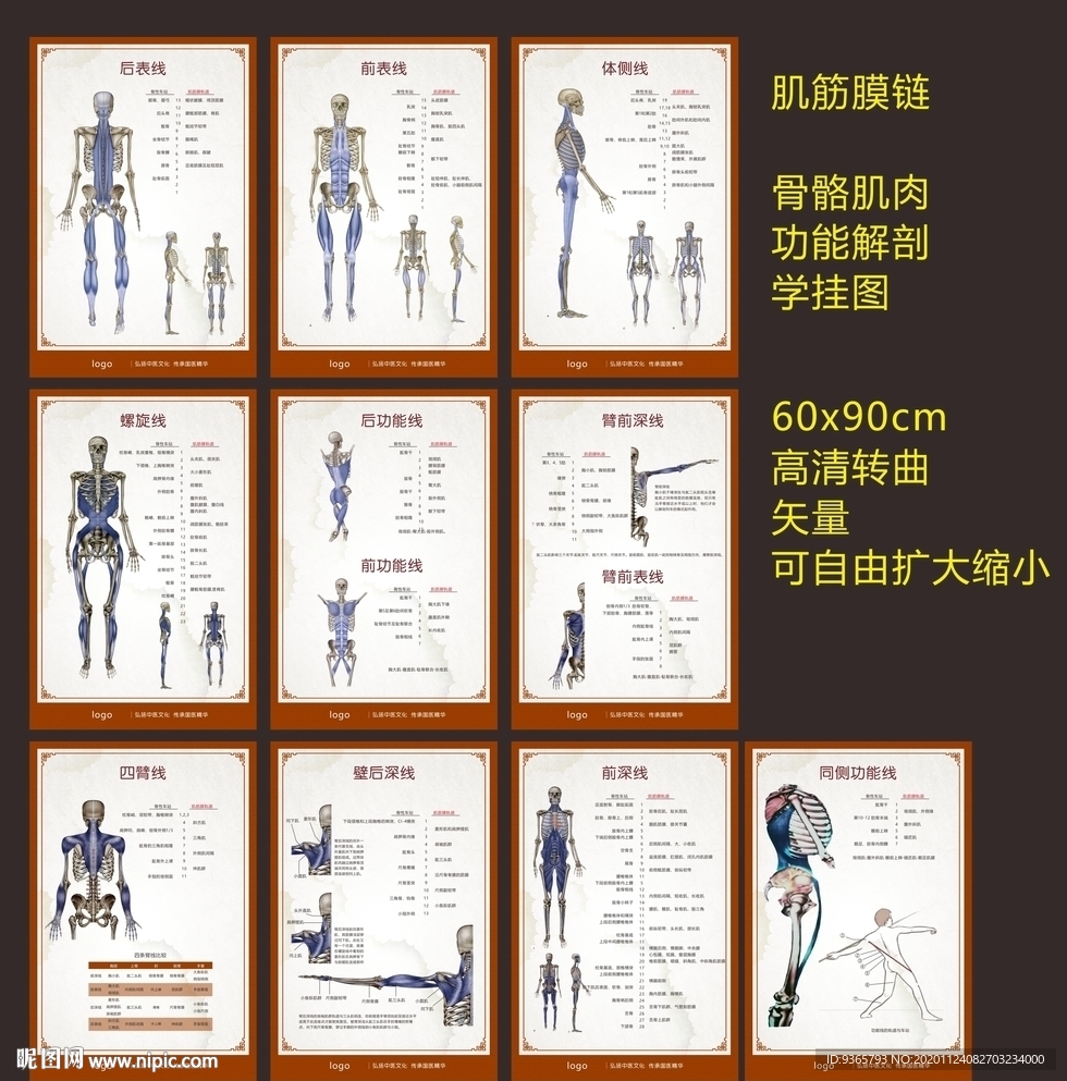 肌筋膜链骨骼肌肉功能解剖学挂图