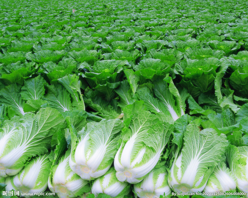 必看！全国大白菜4000万亩种植情况大汇总，主产区都在种的畅销品种全在这！-长江蔬菜