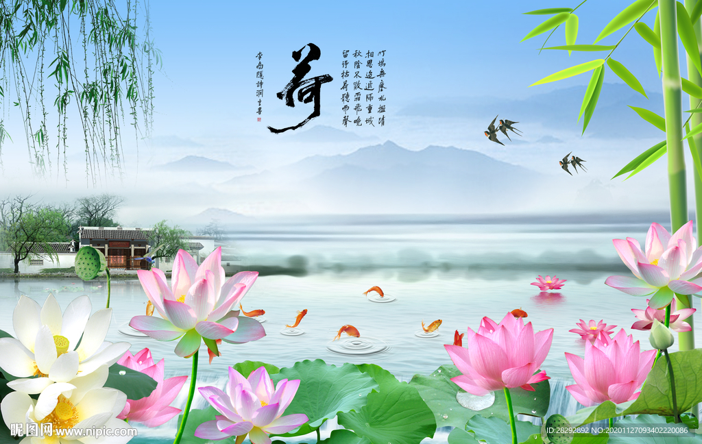 荷花图