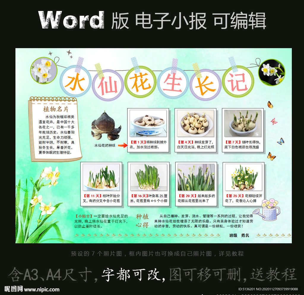 word版小报植物生长水仙花