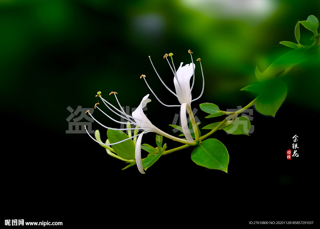 金银花