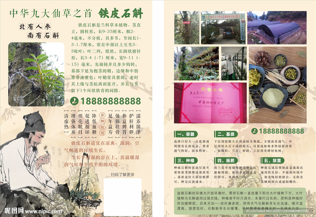 铁皮石斛宣传单页
