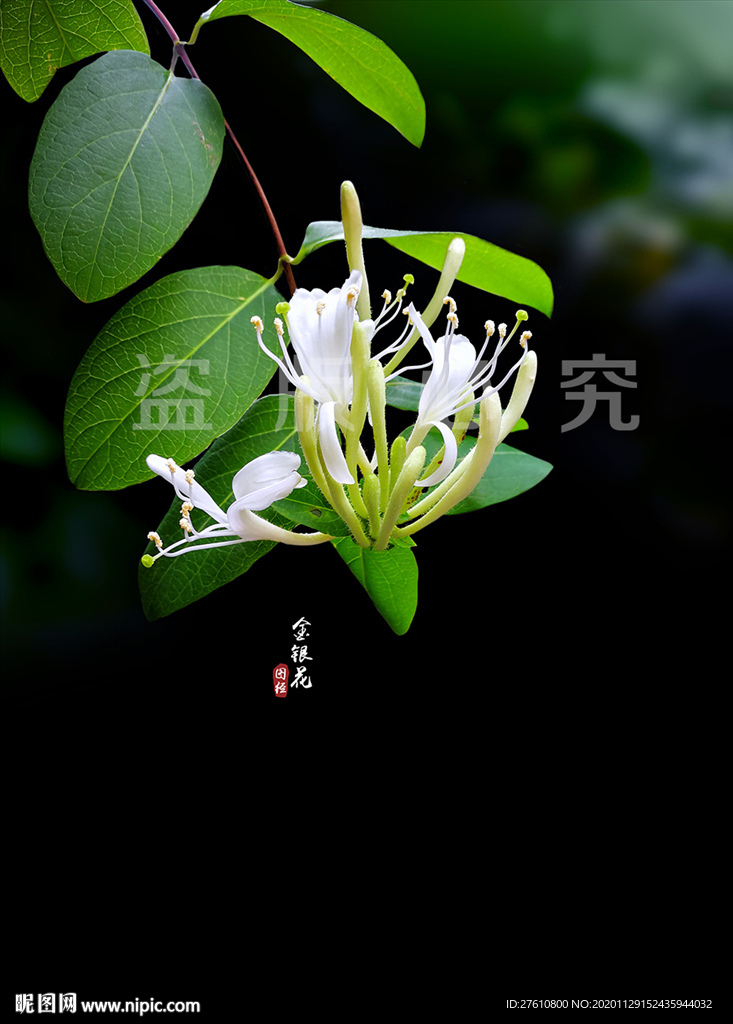 金银花