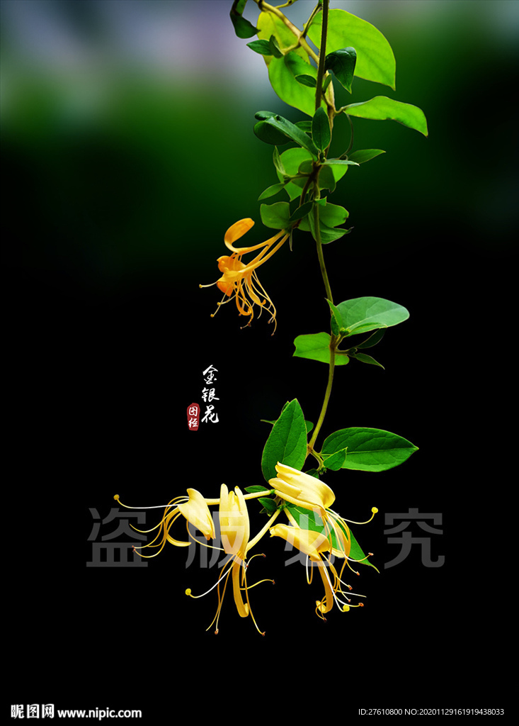 金银花