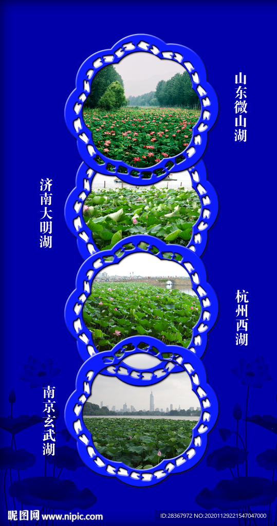 荷花 莲花