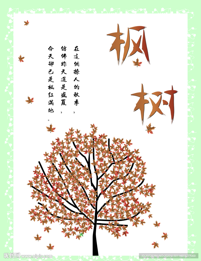枫树