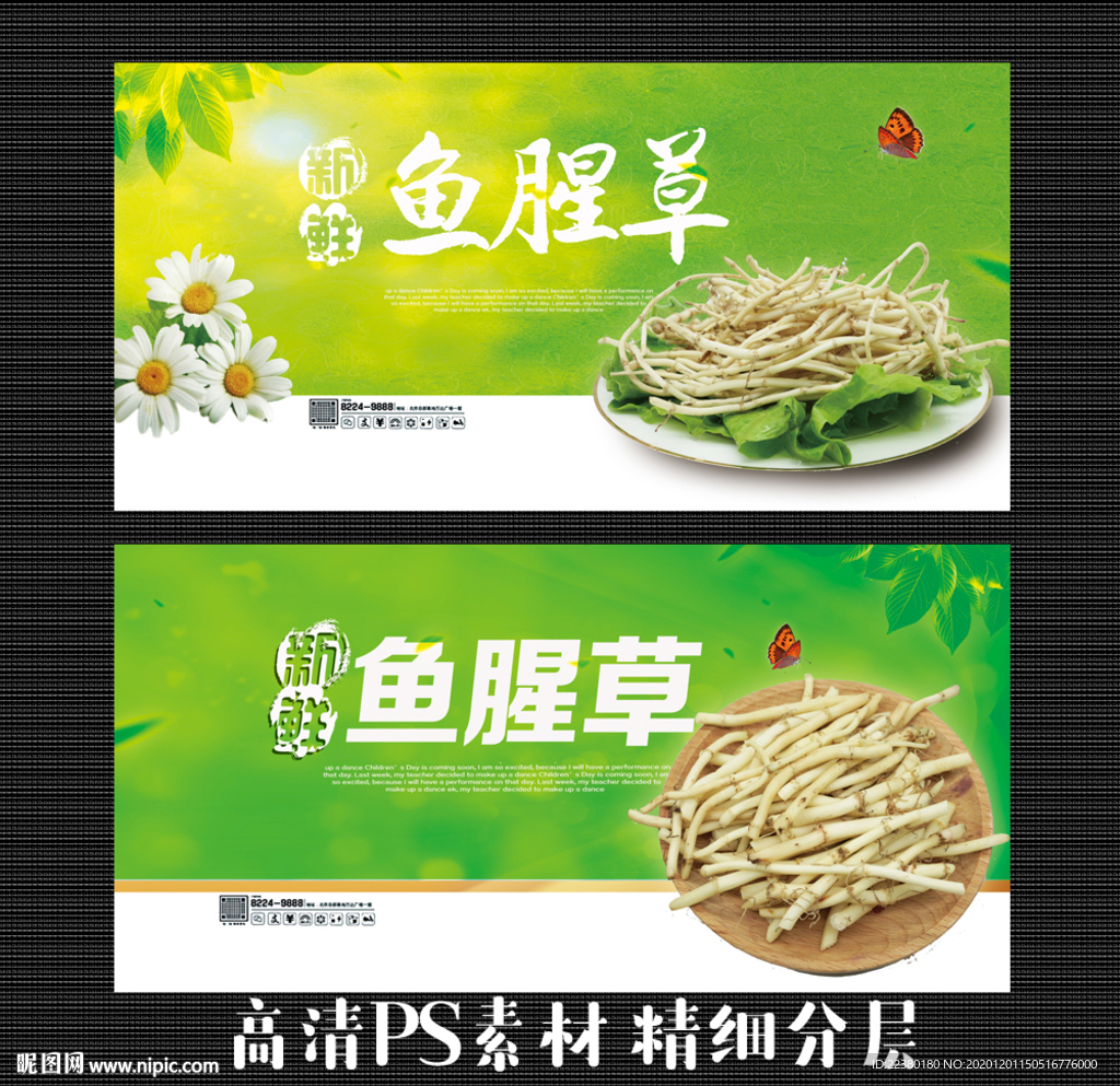 鱼腥草