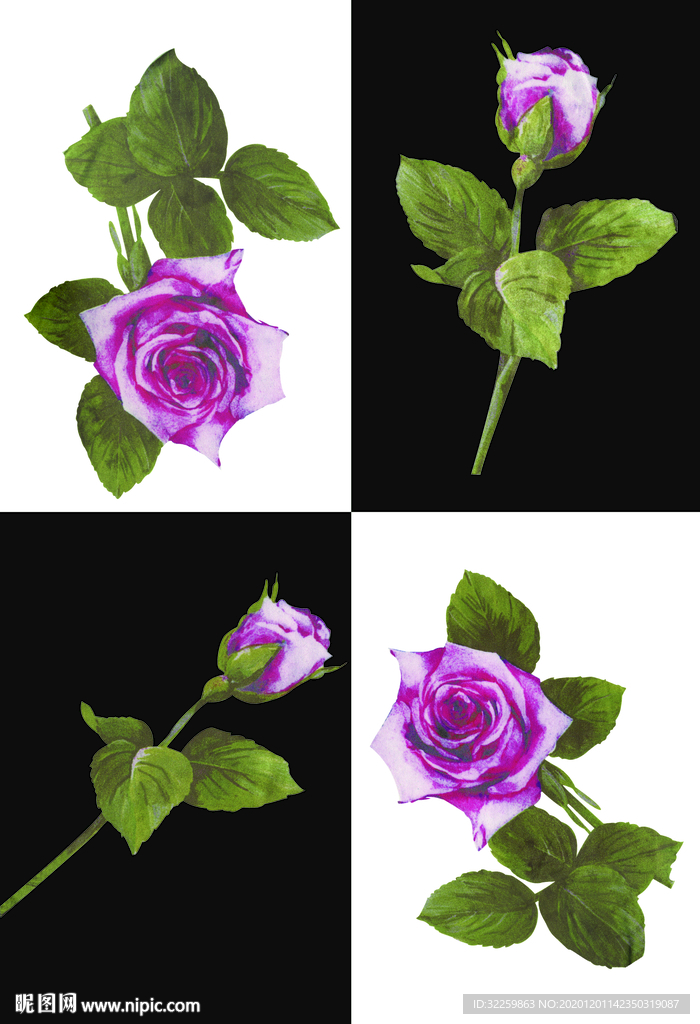 玫瑰花
