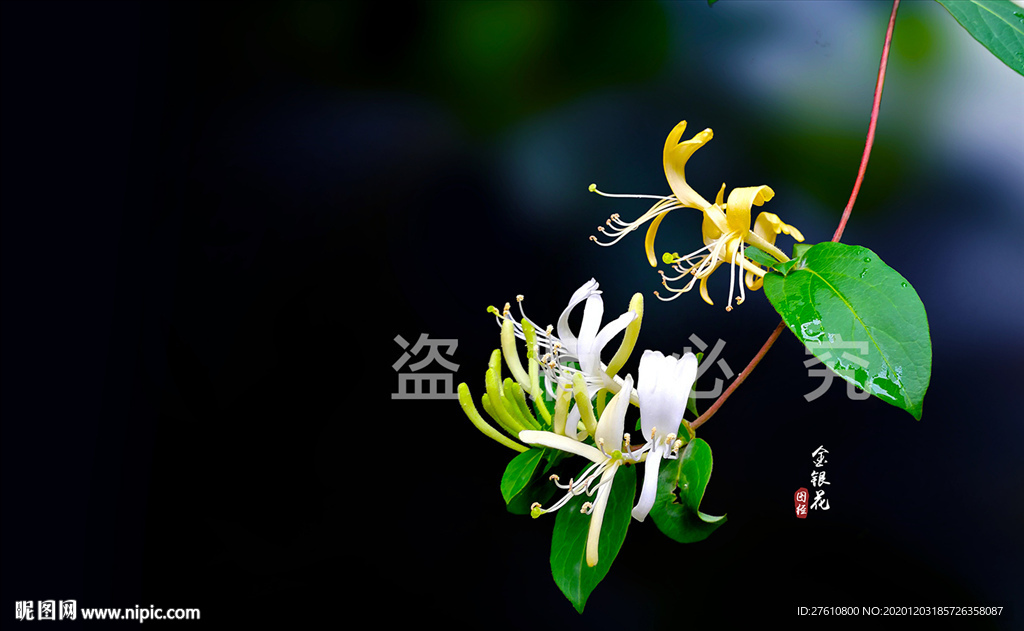 金银花