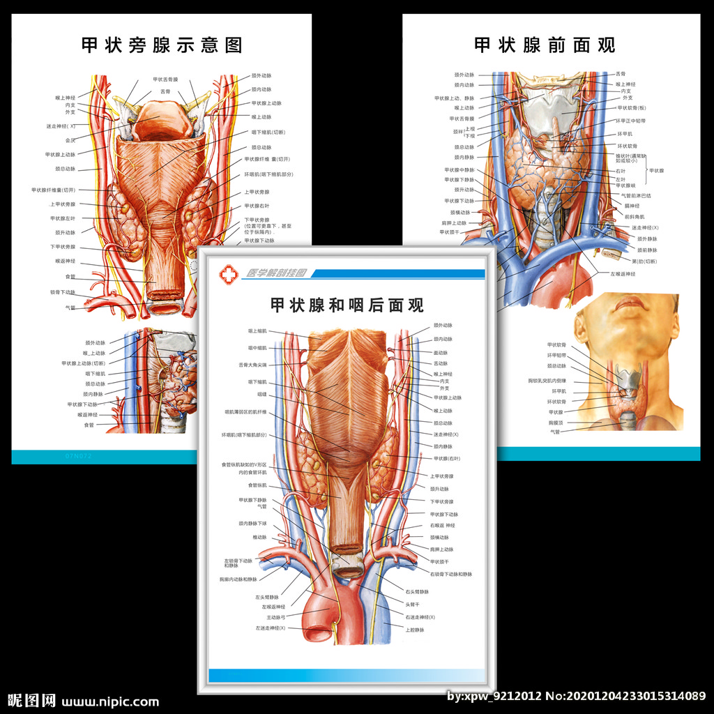 甲状腺解剖图