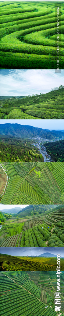 茶园