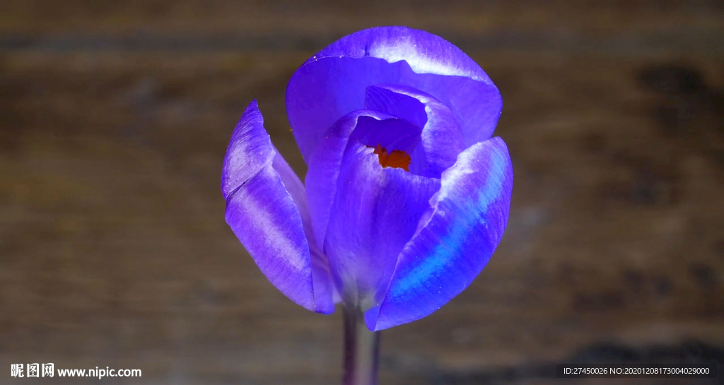 蓝色花慢慢开放