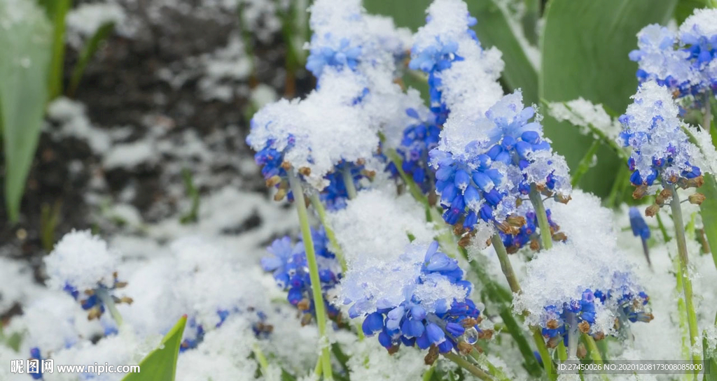 蓝色花呗大雪覆盖