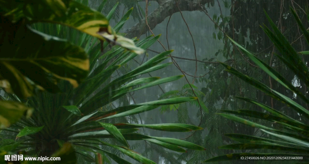 热带雨林大雨