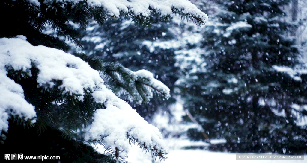 雪落在松树上