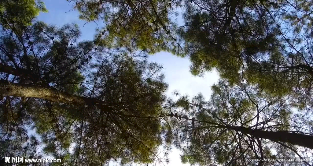 森林树林大树