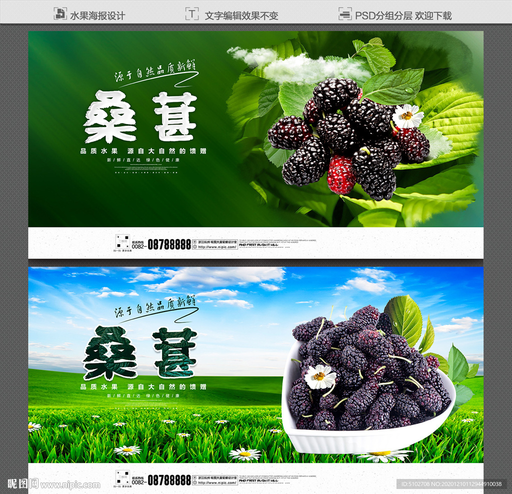 桑葚