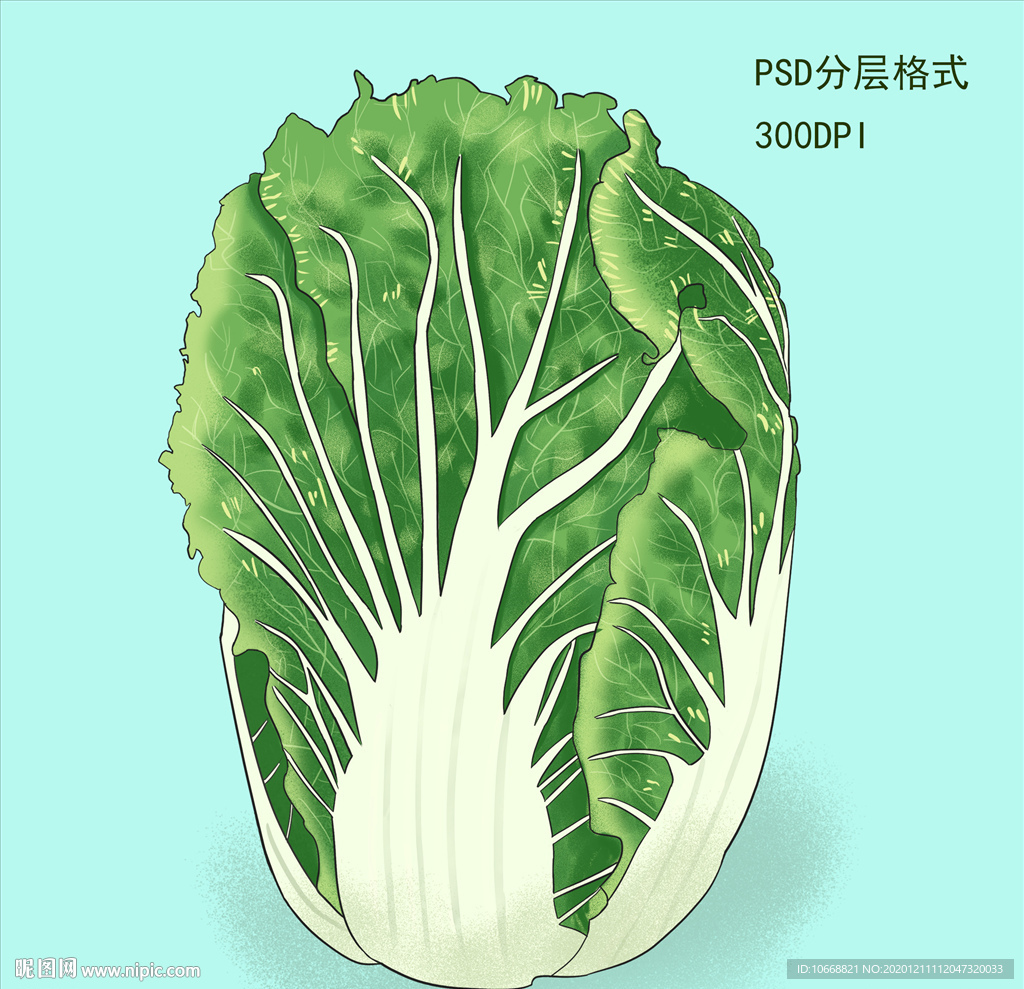 手绘白菜插画