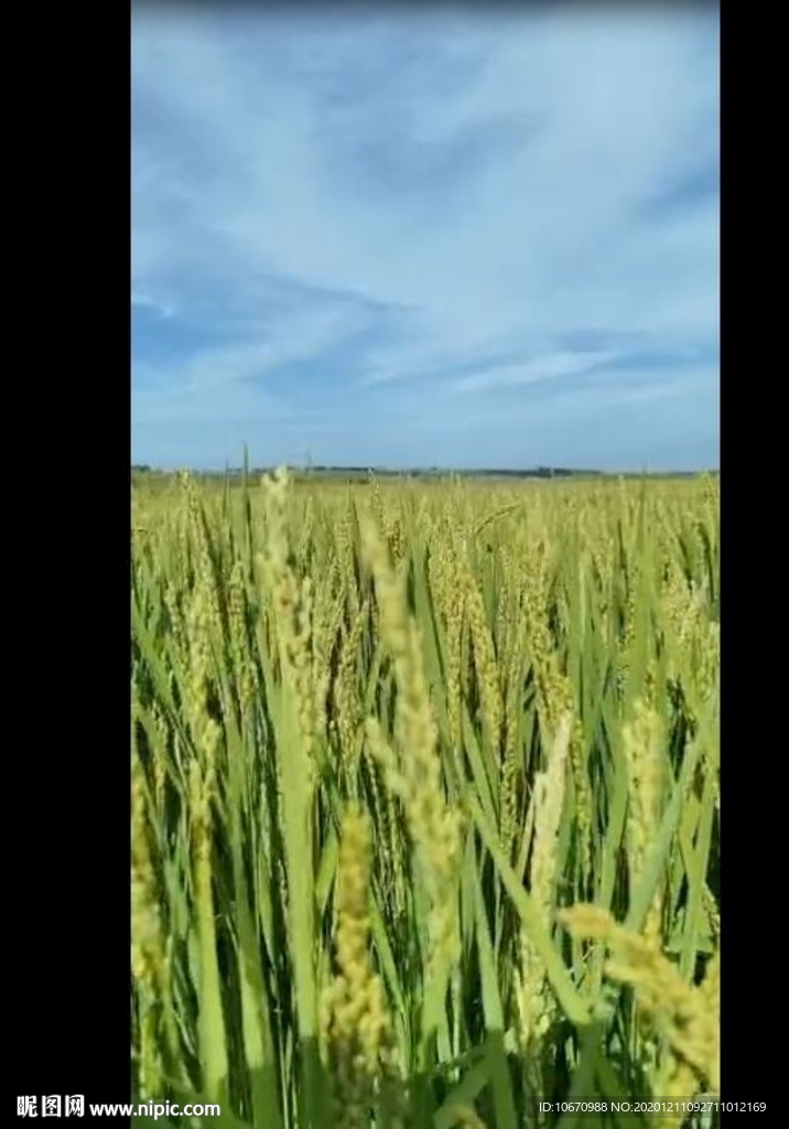 风吹麦浪成长中的麦田