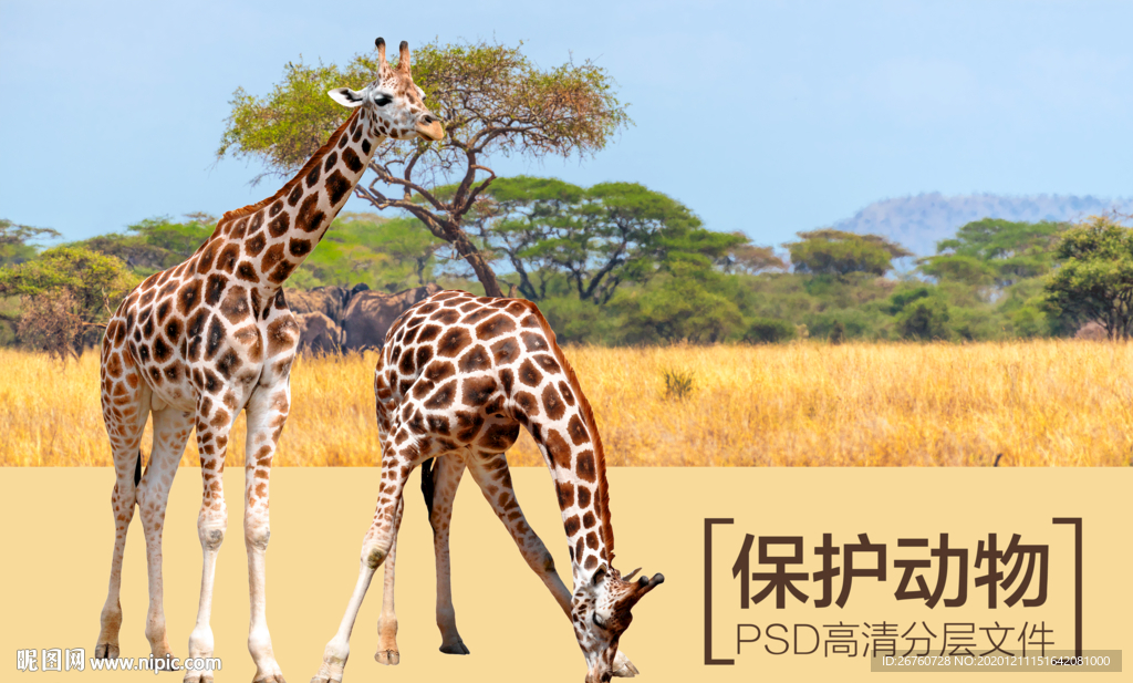 长颈鹿