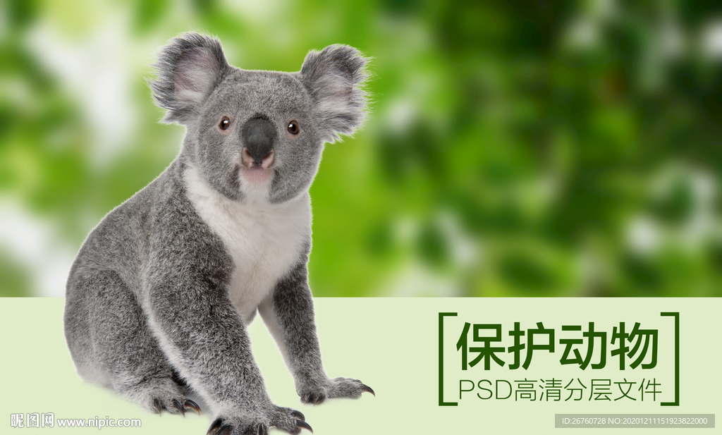 考拉