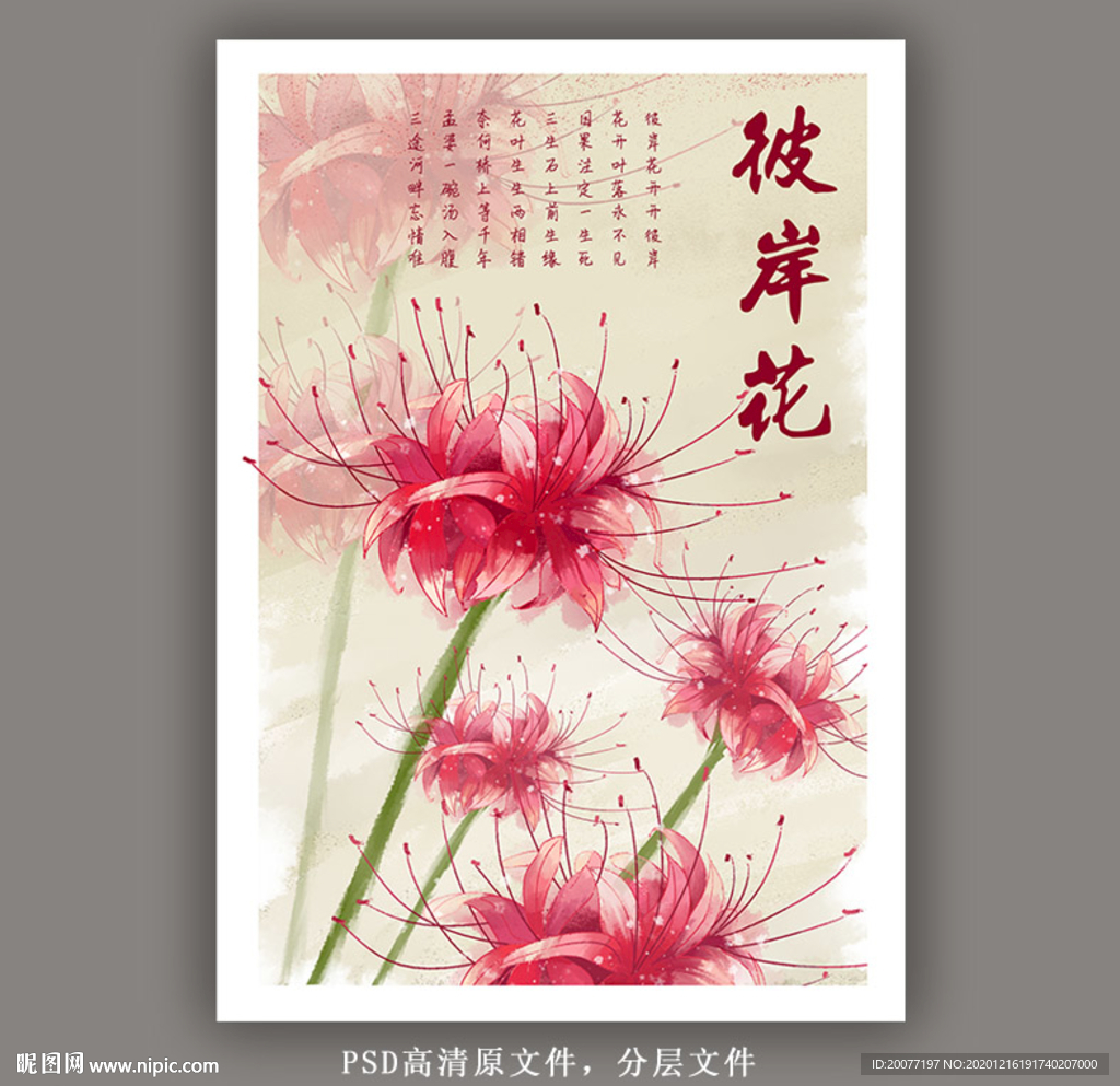 彼岸花手绘插画