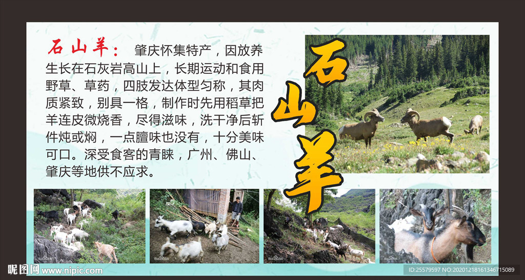 石山羊介绍山羊功效