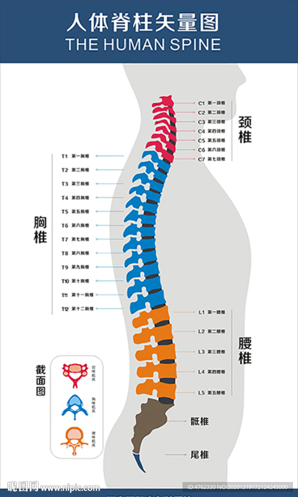 高清脊椎脊柱矢量图展板