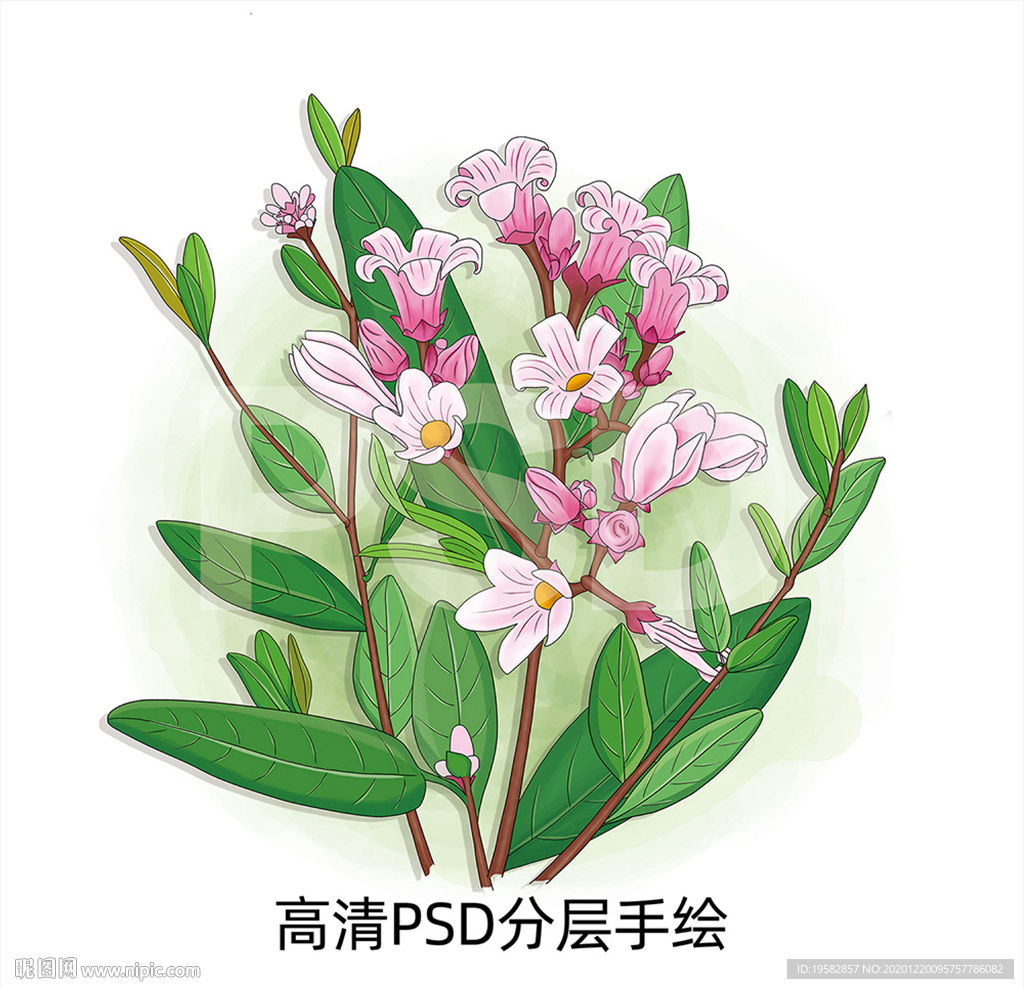 罗布麻手绘