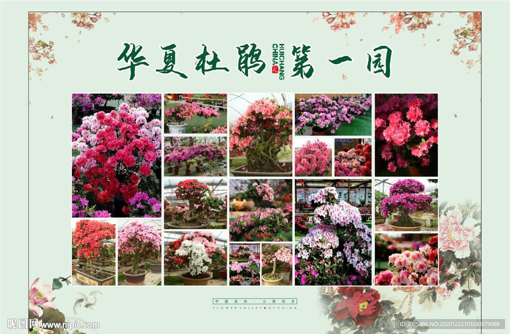杜鹃花展板
