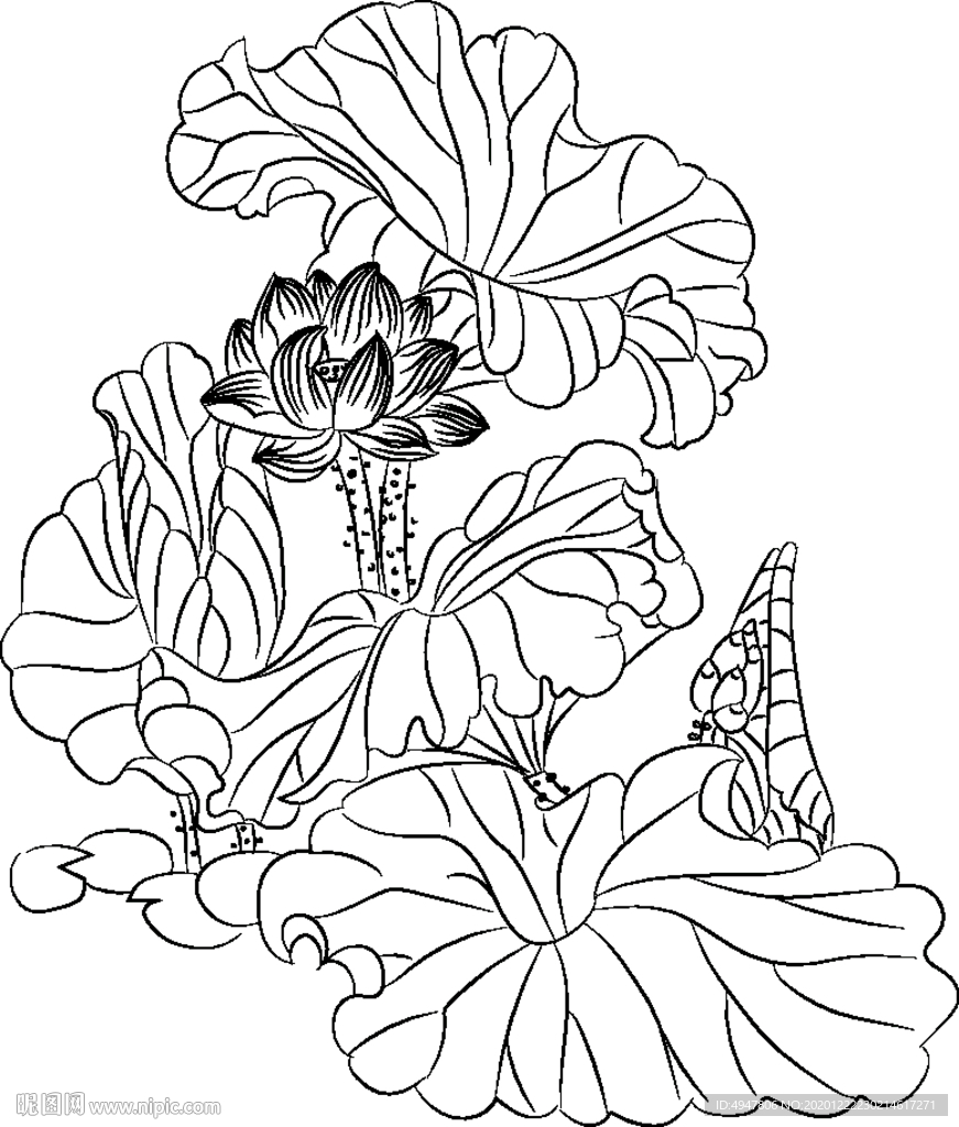 荷花 矢量图