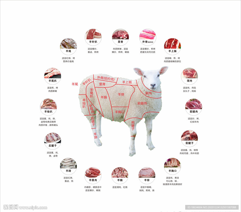 羊肉分割图