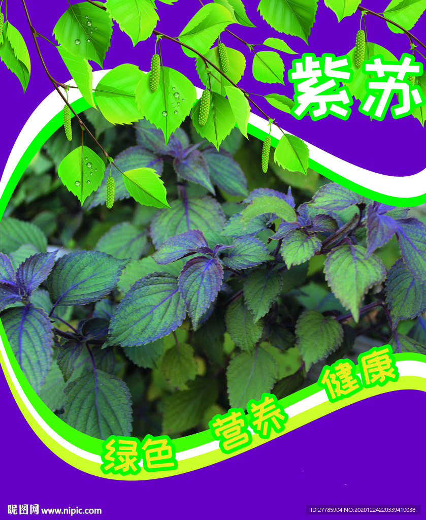 紫苏