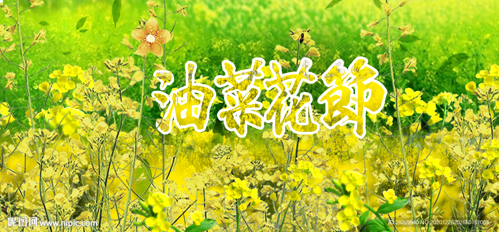 油菜花